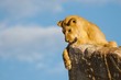 Lioness looking down