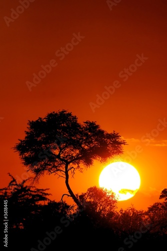 Photo: Sunset with tree silhouette Sunset with tree silhouette