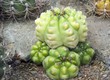 Exotische Kaktus