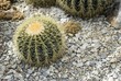 Exotic cactus growing in stone ground 