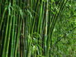 bamboo grove.