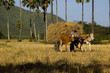 Moisson , transport du riz ,charette, Kompong Chhnang, Cambodge
