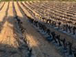 Vignes