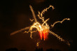 Fuochi arificiali fireworks Fuochi arificiali fireworks