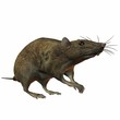 Ratte