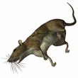 Ratte