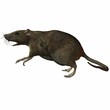 Ratte