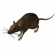 Ratte