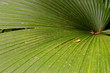 a closeup of  palm leaf in jungle