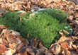 green plants between dead leafs