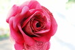 rose : fleur artificielle en plan macro