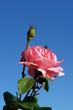 rose: fleur et bouton de fleur sur fond bleu