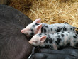 Speckled Piglets
