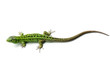 Green lizard isolated on white background Green lizard isolated on white background