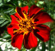 Floating Marigold Floating Marigold
