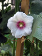 white flower