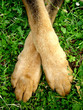 patte de chien patte de chien