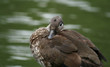Ente 8 Ente 8