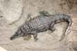 Krokodil im Zoo