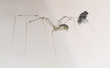 Pholcus phalangioides bien nourrie