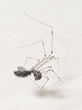Pholcus phalangioides bien nourrie (2)