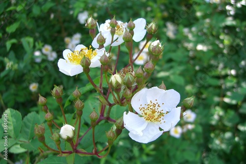 Wildrose