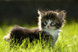 little kitten playing on the grass close up