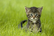 kitten playing on the grass