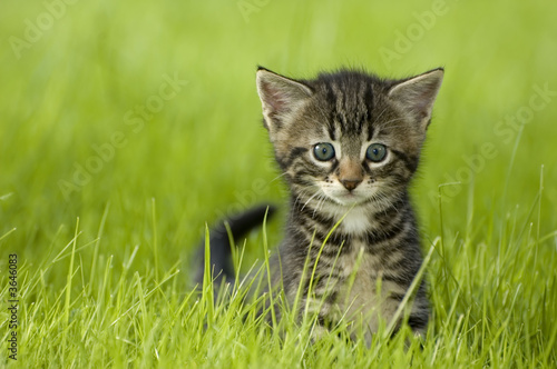 Photo: little kitten playing on the grass close up little kitten playing on the grass close up