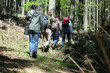 Foto: Going through forest Going through forest