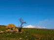 Etna albero solitario bonsai Etna albero solitario bonsai