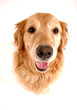 Golden retriever dog, taken at fun angle with wide angle lens Golden retriever dog, taken at fun angle with wide angle lens