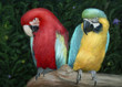 Two colorful parrots sitting on branch together