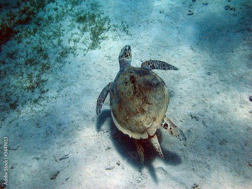 taba turtle