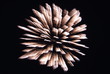 white bang