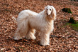 Afghan hound on walk in forest.