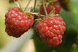 Raspberry