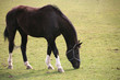Pferd