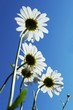 Chamomiles