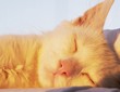Sleeping cat Sleeping cat