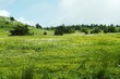 Summer meadow