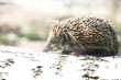 little animal - hedgehog on the birch log
