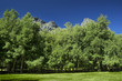 Mountain landscape with high trees and a great blue sky