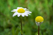 Close-up picture of beautiful White chamomiles 