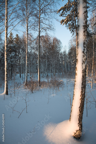 snow winter birch forest in the Siberia snow winter birch forest in the Siberia