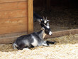 nanny goat lies in vestibule
