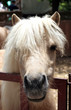 head pony with funny hairstyle