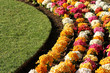 flowerses field with herb
