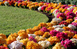 flowerses field with herb