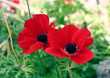 two red kolonits on green field